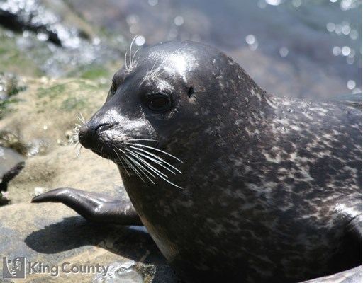 Photo of Phoca vitulina
